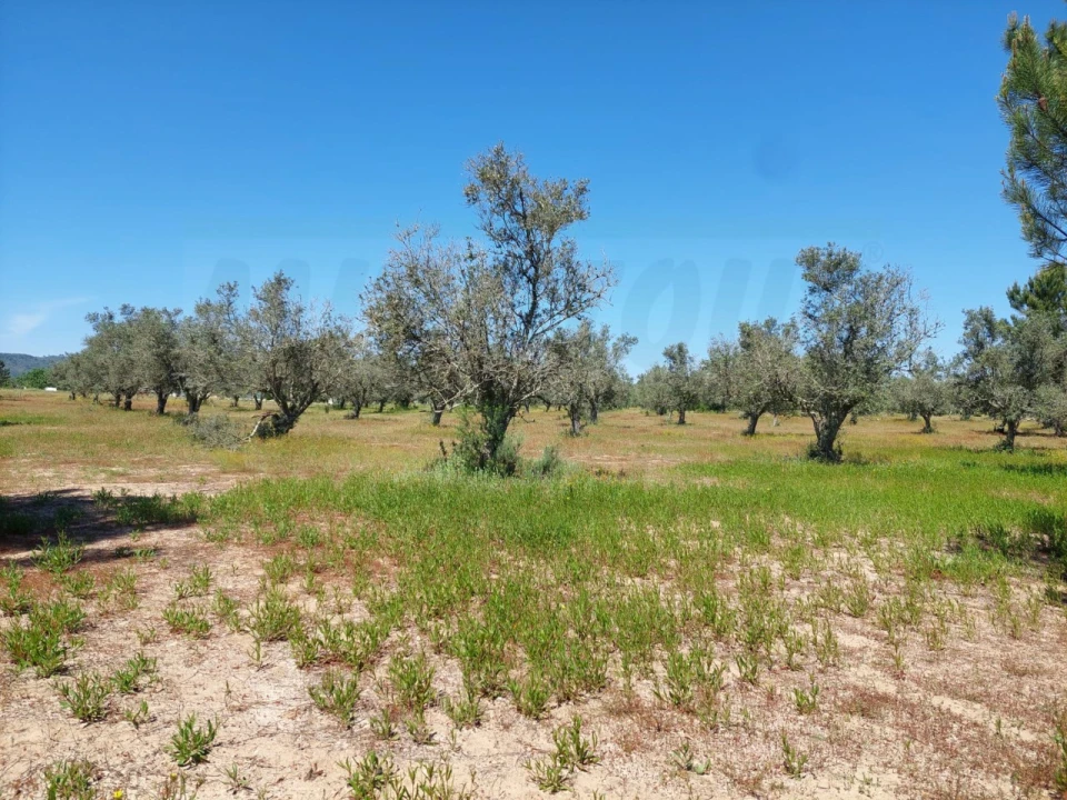 Terreno Agricola ou Rústico para Venda em Grândola e Santa Margarida da Serra Foto 4