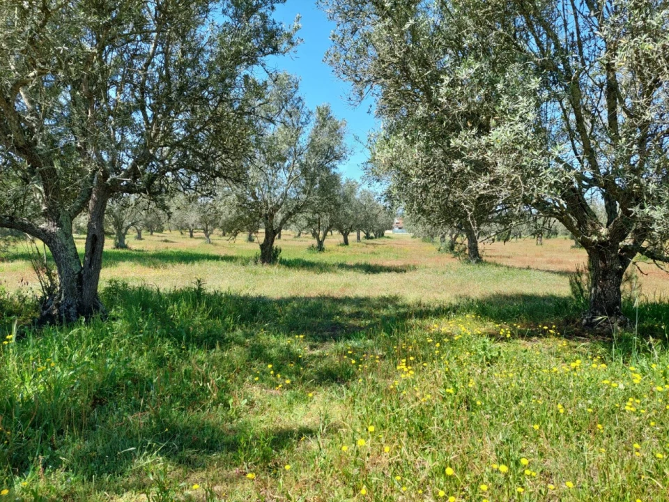 Terreno Agricola ou Rústico para Venda em Grândola e Santa Margarida da Serra Foto 5