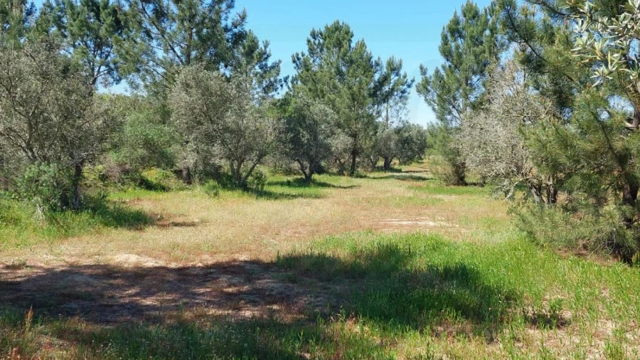 Terreno Agricola ou Rústico para Venda em Grândola e Santa Margarida da Serra