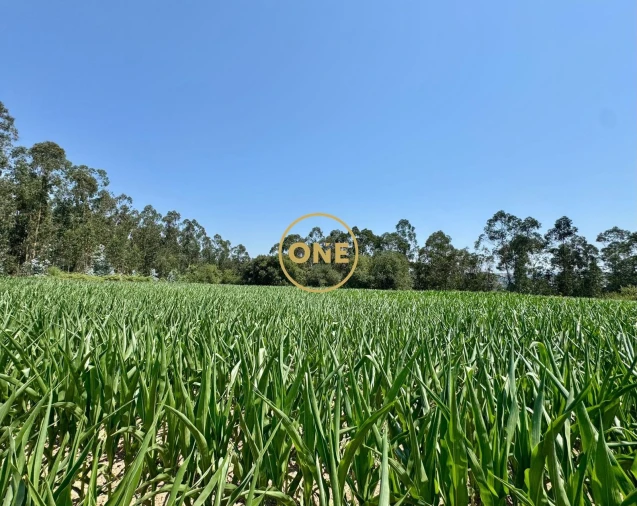 Terreno para Venda em Covelas Foto 4