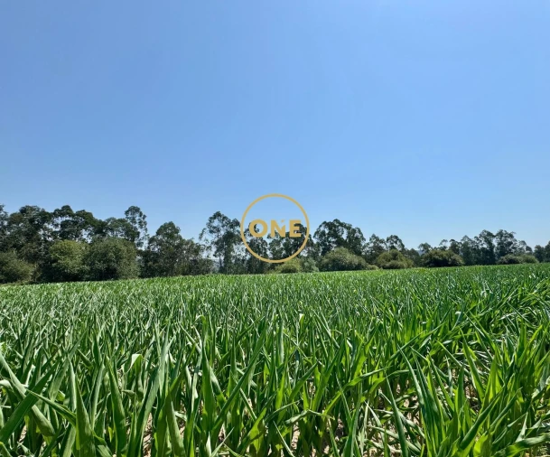 Terreno para Venda em Covelas Foto 5