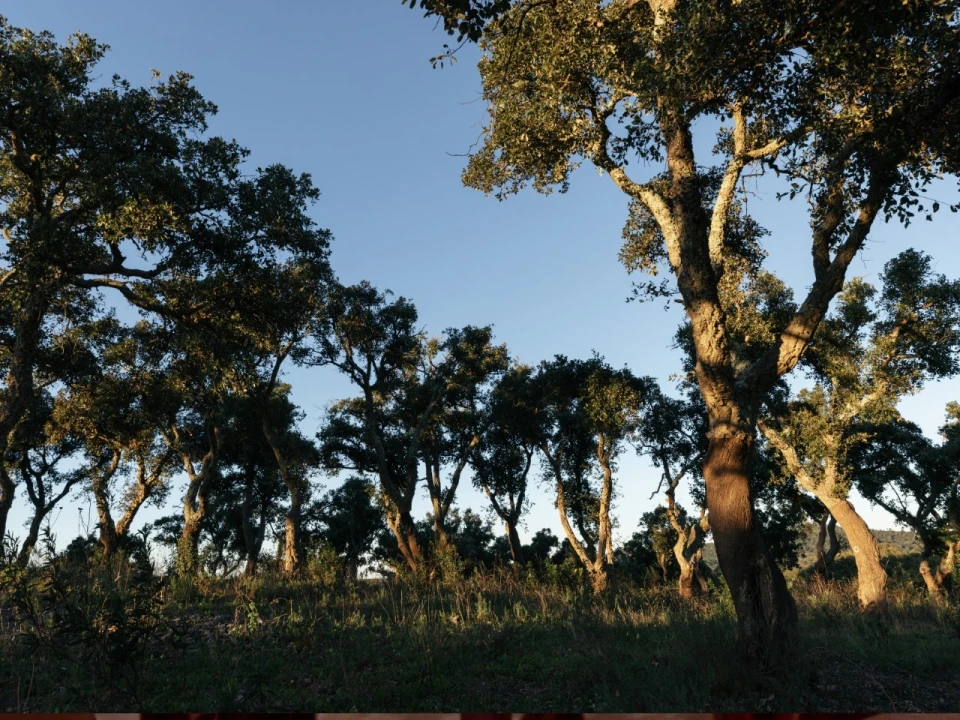 Terreno para Venda em São Francisco da Serra Foto 2