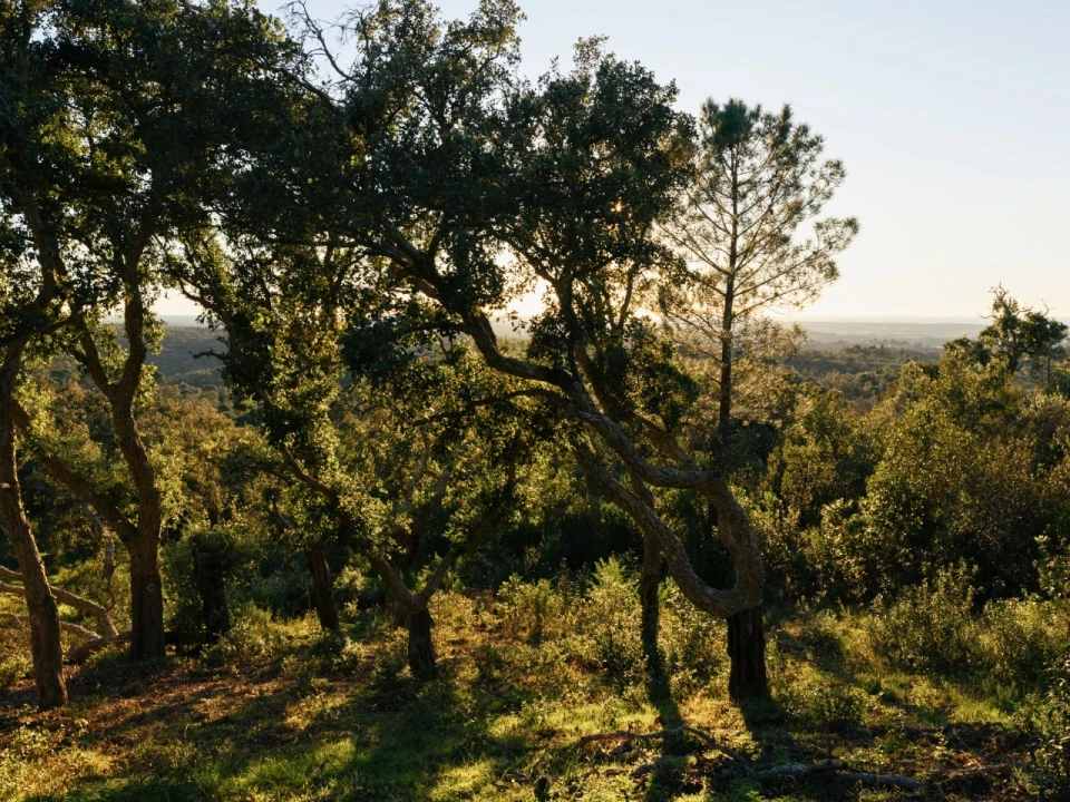 Terreno para Venda em São Francisco da Serra Foto 7