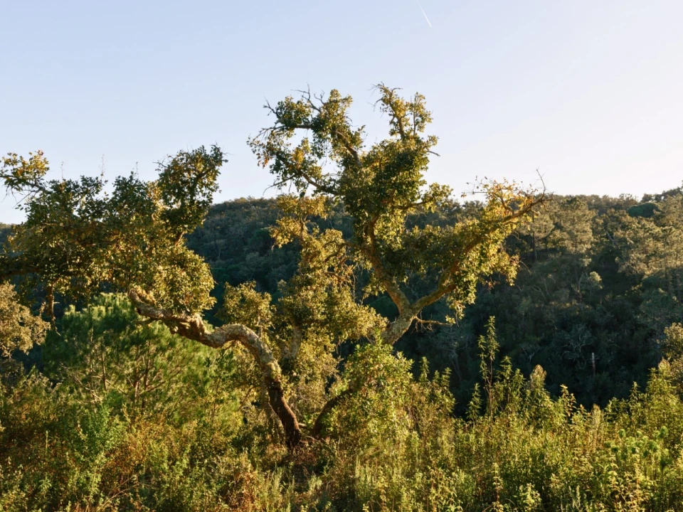 Terreno para Venda em São Francisco da Serra Foto 12