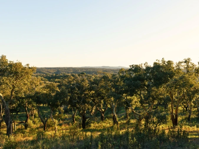 Terreno para Venda em São Francisco da Serra Foto 4
