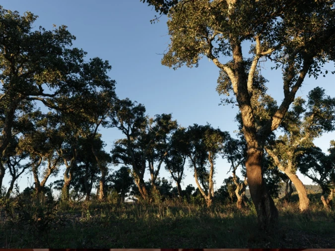 Terreno para Venda em São Francisco da Serra Foto 2