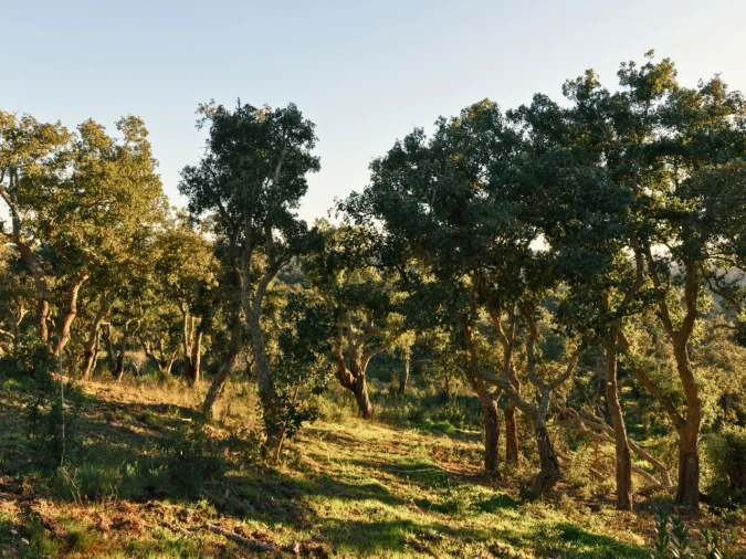 Terreno para Venda em São Francisco da Serra Foto 8