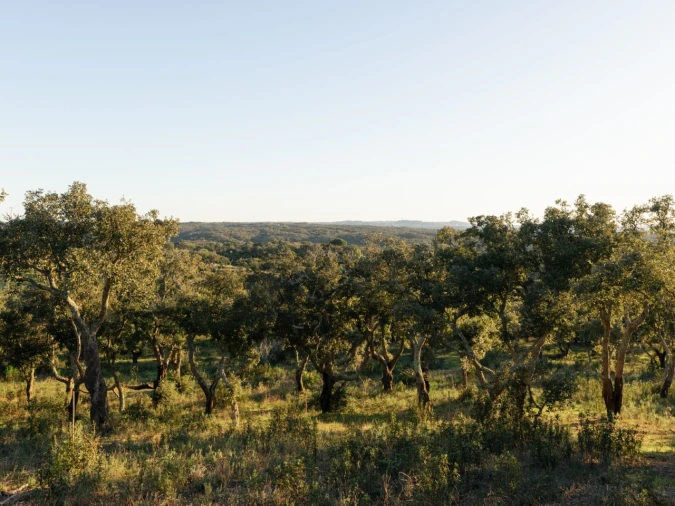 Terreno para Venda em São Francisco da Serra Foto 10