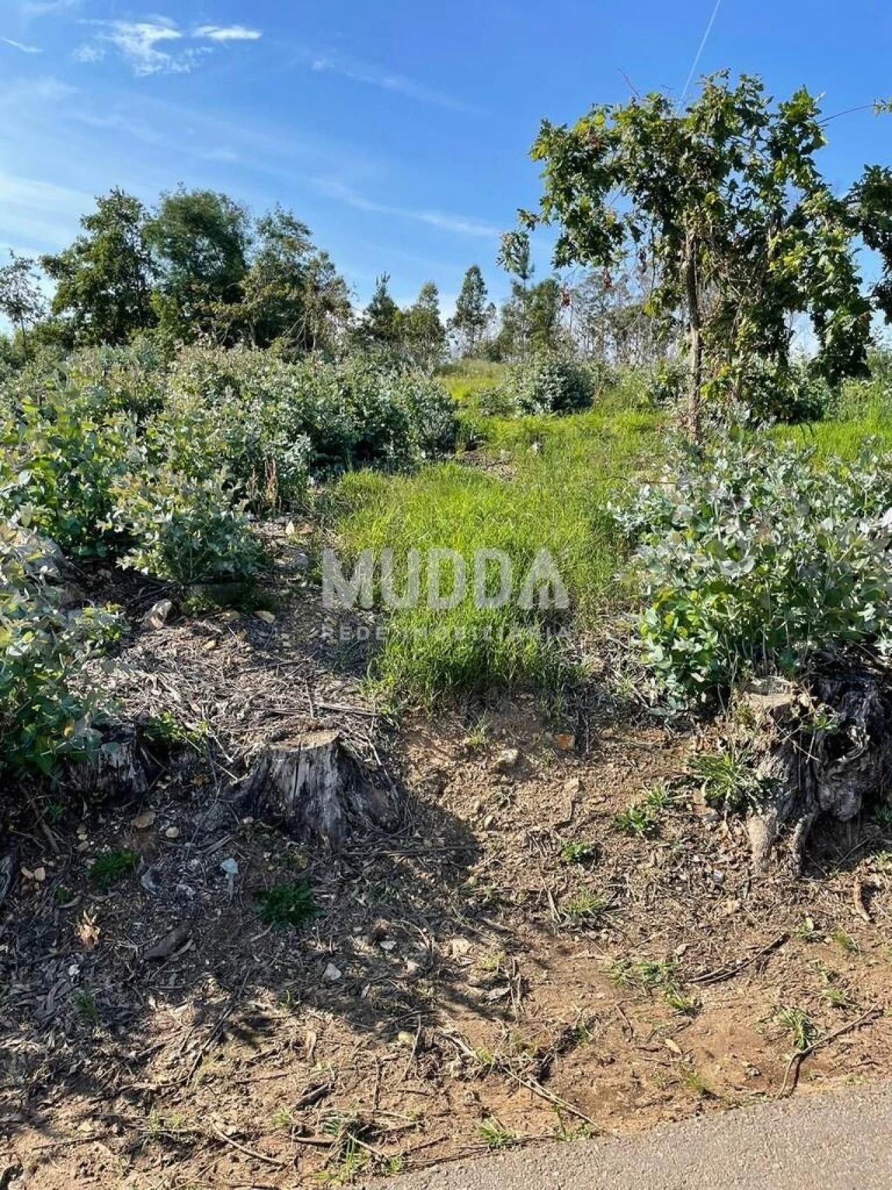 Terreno para Venda em Branca Foto 2