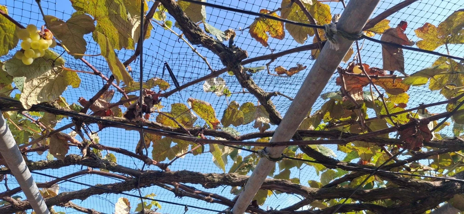 Moradia T4 para Venda em Ribeira Grande (Matriz) Foto 12