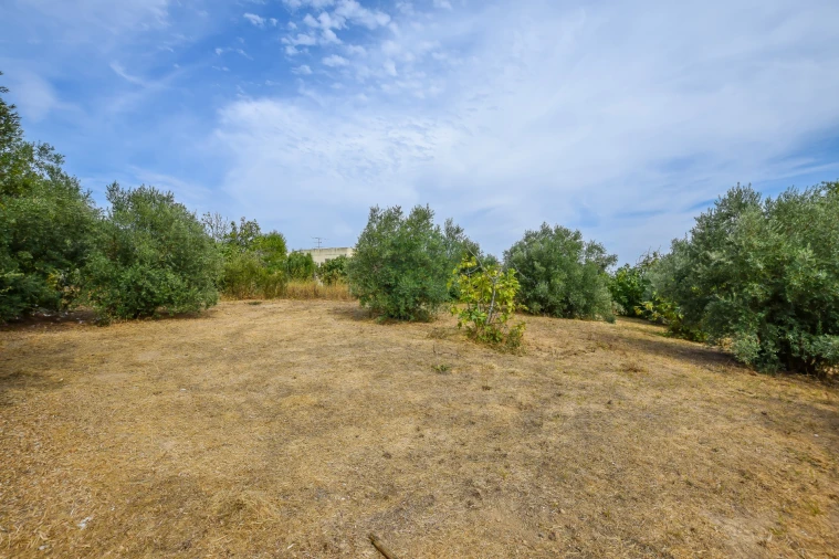 Terreno para Venda em Torres Novas (São Pedro), Lapas e Ribeira Branca Foto 26