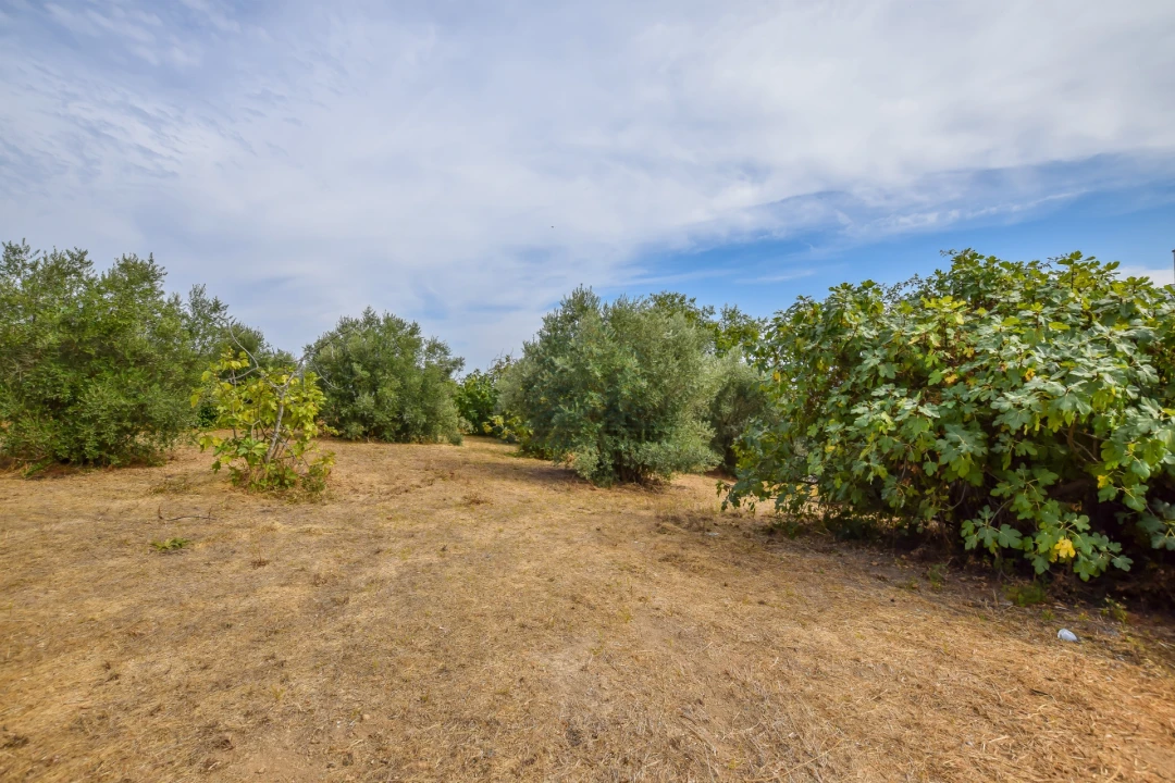 Terreno para Venda em Torres Novas (São Pedro), Lapas e Ribeira Branca Foto 27