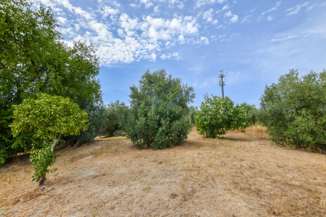 Terreno para Venda em Torres Novas (São Pedro), Lapas e Ribeira Branca Foto 20