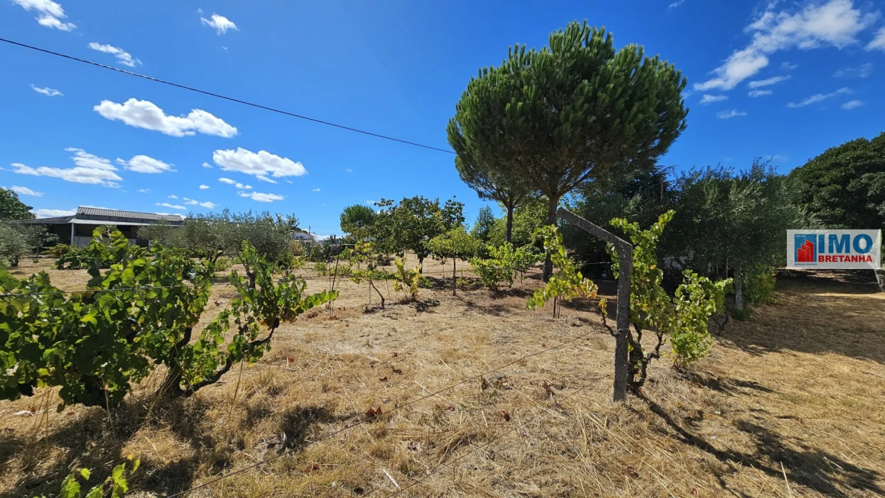 Terreno para Venda em Castelo Branco Foto 26