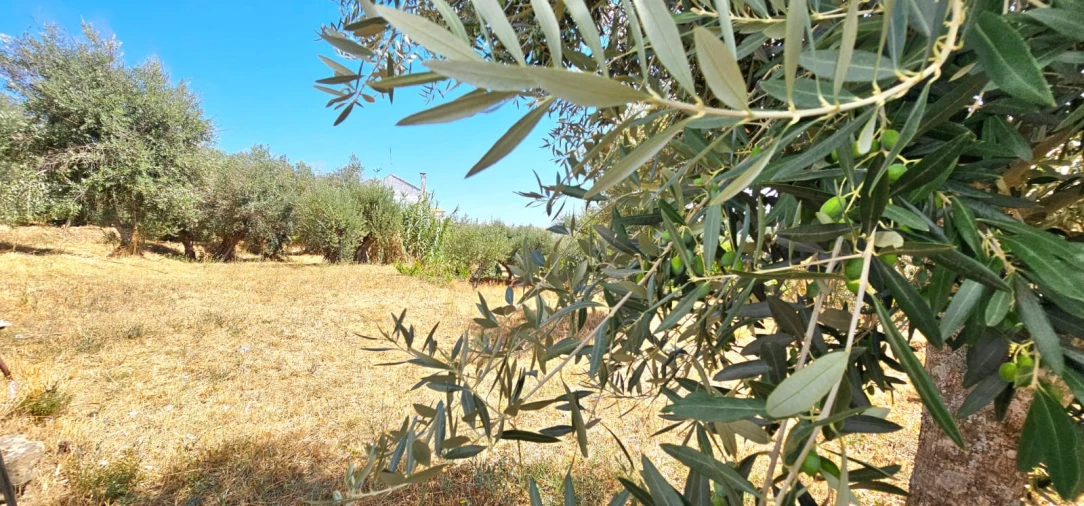 Terreno para Venda em Dominguizo Foto 13