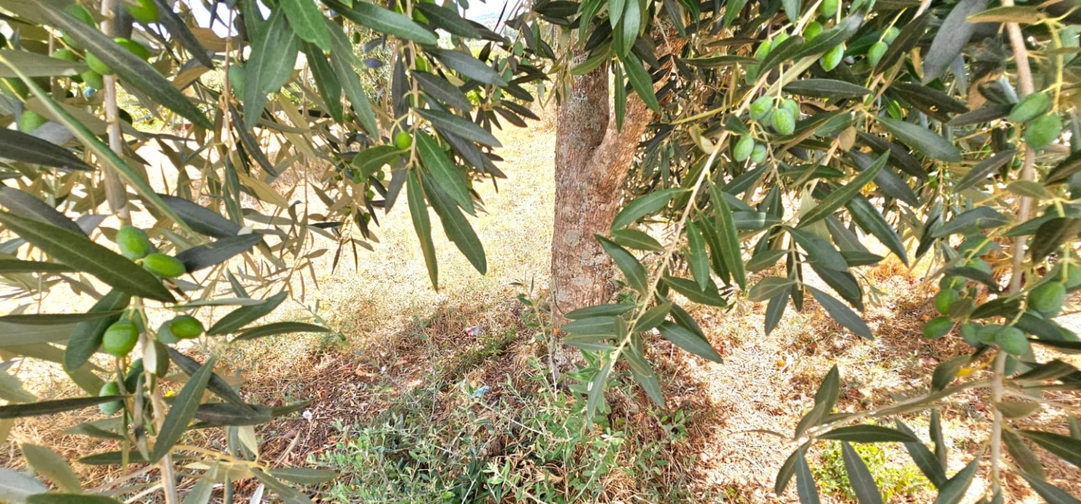 Terreno para Venda em Dominguizo Foto 14