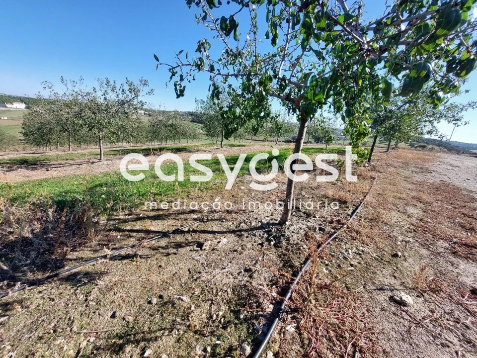 Quinta T3 para Venda em Safara e Santo Aleixo da Restauração Foto 23