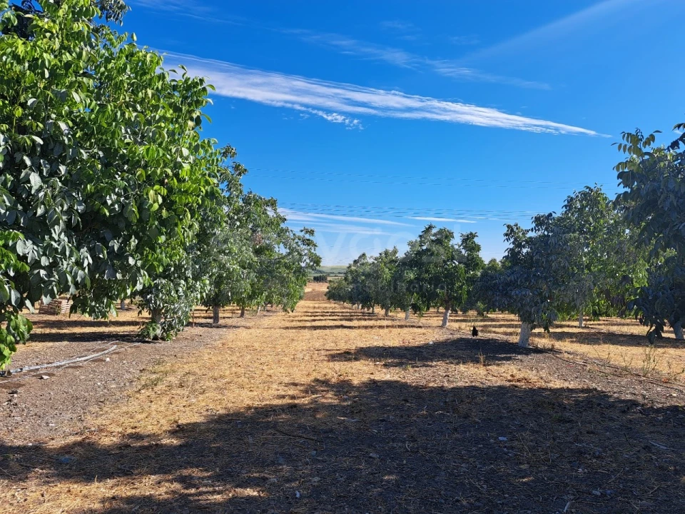 Moradia T4 para Venda em Ferreira do Alentejo e Canhestros Foto 16