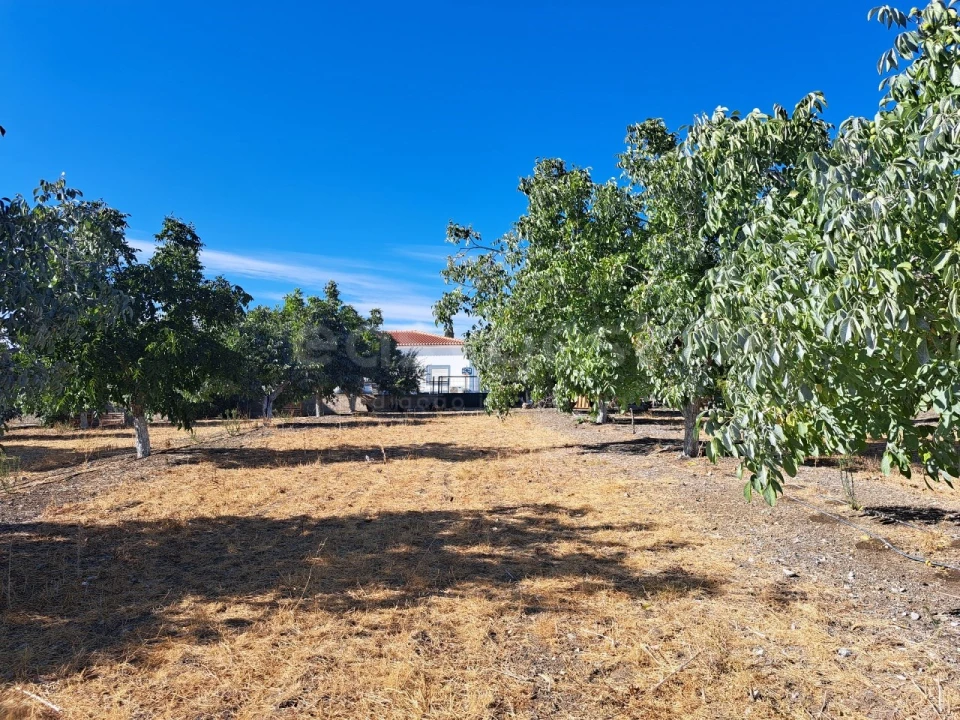 Moradia T4 para Venda em Ferreira do Alentejo e Canhestros Foto 20