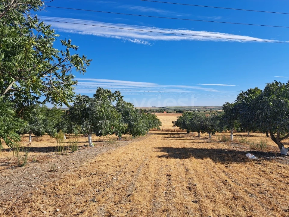 Moradia T4 para Venda em Ferreira do Alentejo e Canhestros Foto 23