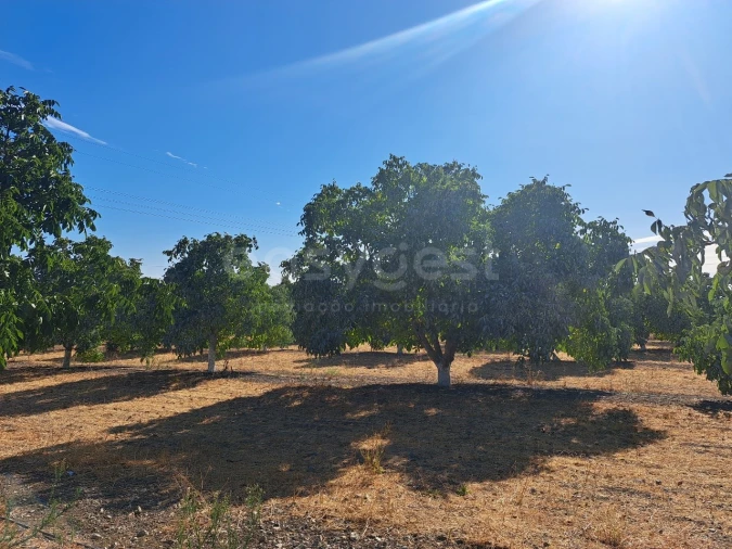 Moradia T4 para Venda em Ferreira do Alentejo e Canhestros Foto 17