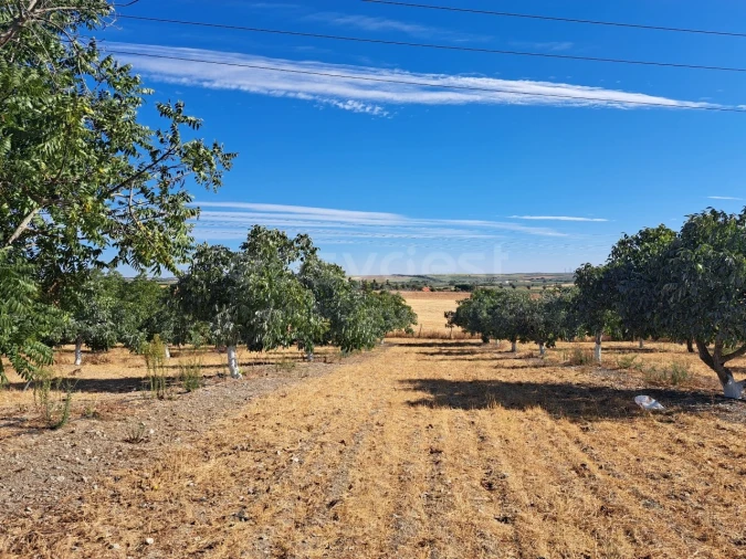 Moradia T4 para Venda em Ferreira do Alentejo e Canhestros Foto 23
