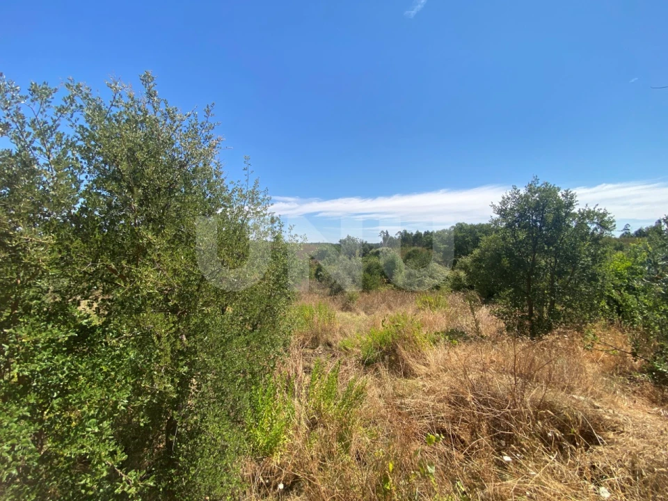 Terreno Agricola ou Rústico para Venda em Vila Velha de Rodão Foto 3