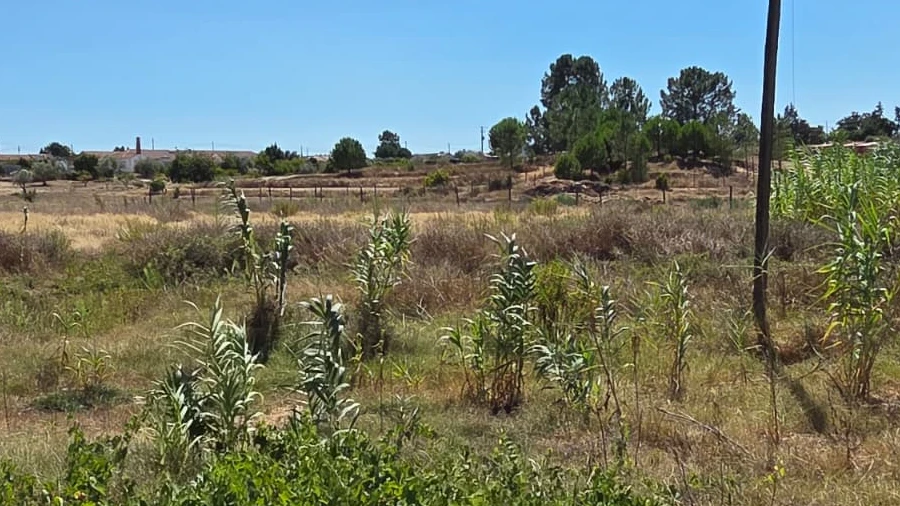 Moradia T3 para Venda em Branca