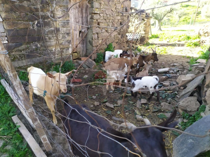 Moradia T3 para Venda em Proença-A-Nova e Peral Foto 5