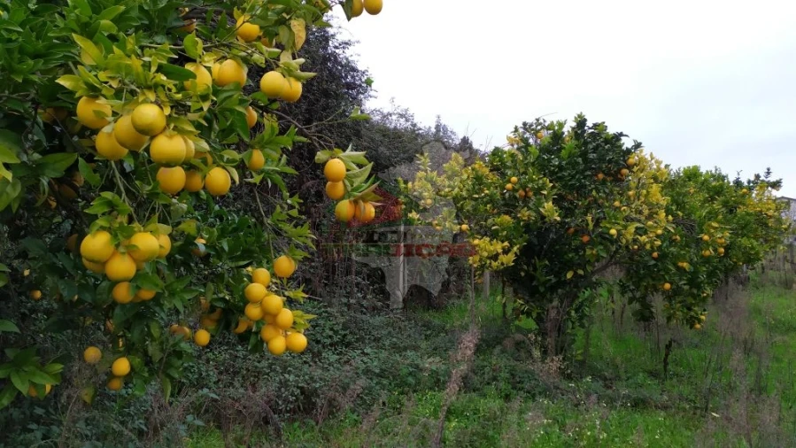 Quinta T0 para Venda em Sertã Foto 30