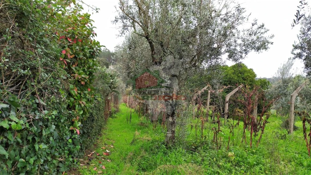 Quinta T0 para Venda em Sertã Foto 25