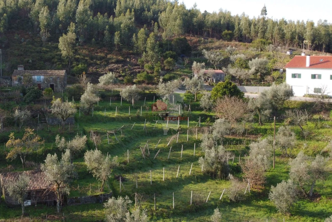 Terreno para Venda em Cernache do Bonjardim, Nesperal e Palhais Foto 6