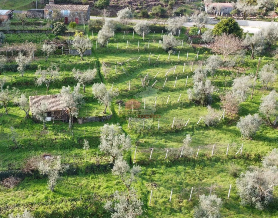 Terreno para Venda em Cernache do Bonjardim, Nesperal e Palhais Foto 1