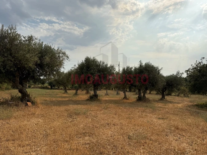 Moradia T3 para Venda em Terras de Massueime Foto 17