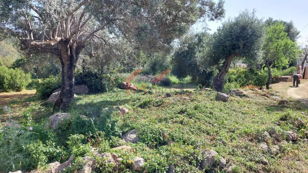 Terreno para Venda em Loule (São Clemente) Foto 5