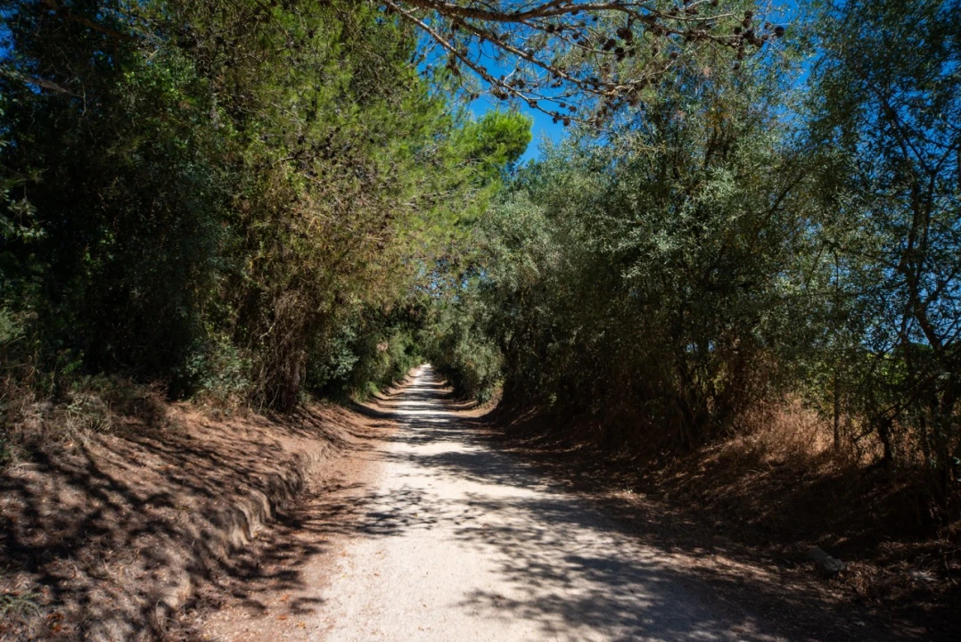 Quinta T11 para Venda em Ota Foto 47