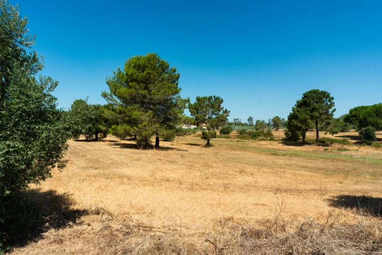 Quinta T11 para Venda em Ota Foto 48