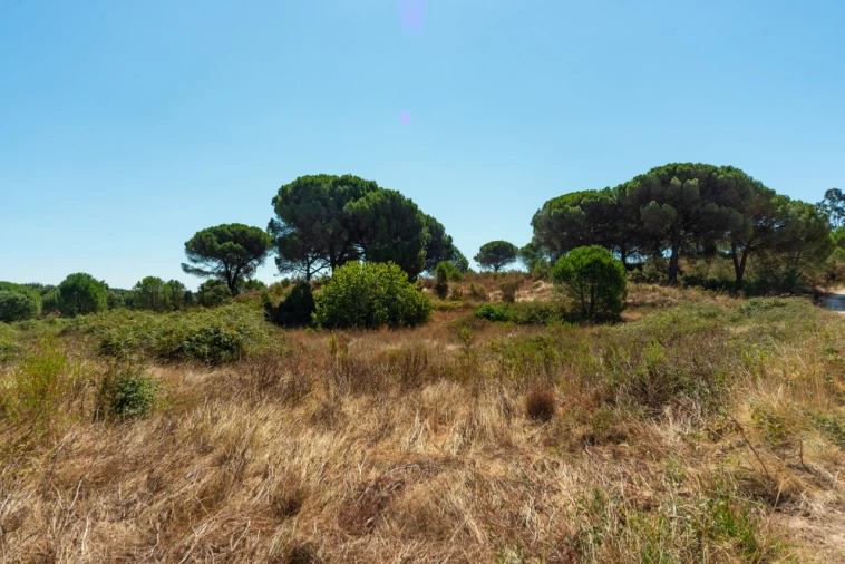 Quinta T11 para Venda em Ota Foto 50