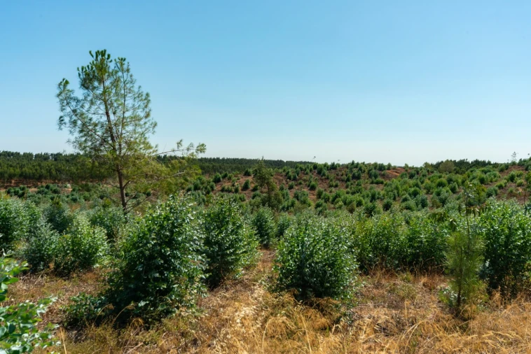 Quinta T11 para Venda em Ota Foto 51