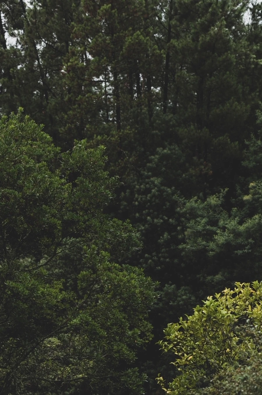 Moradia T4 para Venda em Vilar da Veiga Foto 12