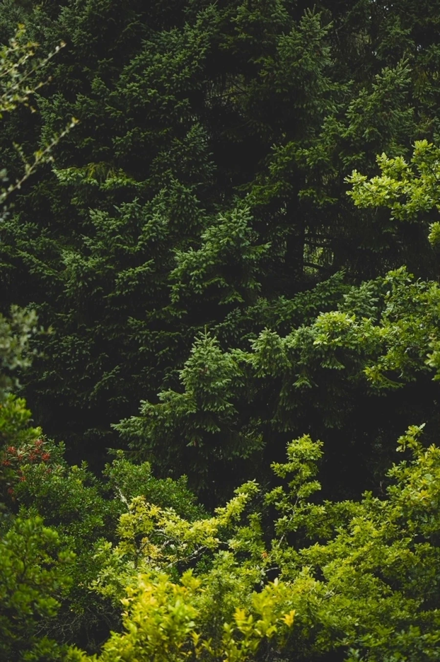 Moradia T4 para Venda em Vilar da Veiga Foto 5