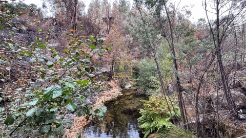 Quinta T4 para Venda em Louriçal do Campo
