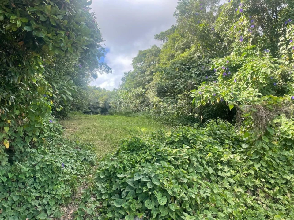 Terreno Agricola ou Rústico para Venda em Porto Martins Foto 3