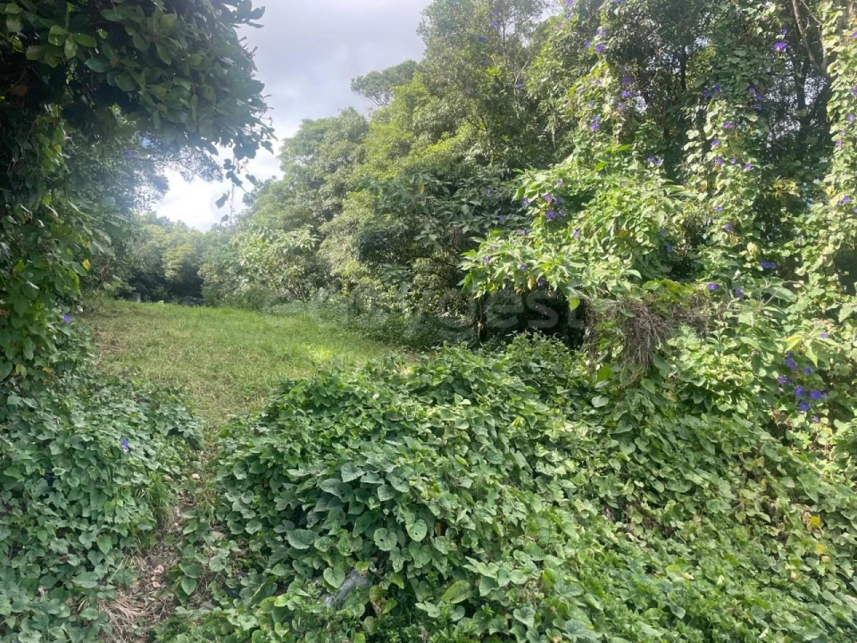 Terreno Agricola ou Rústico para Venda em Porto Martins Foto 4