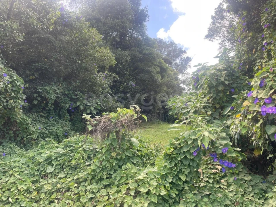 Terreno Agricola ou Rústico para Venda em Porto Martins Foto 15