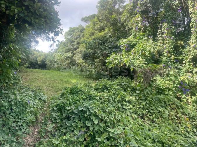 Terreno Agricola ou Rústico para Venda em Porto Martins Foto 4