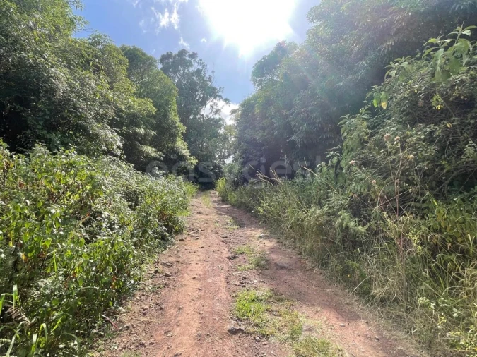 Terreno Agricola ou Rústico para Venda em Porto Martins Foto 13