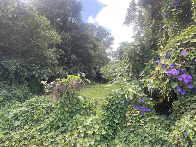 Terreno Agricola ou Rústico para Venda em Porto Martins Foto 16