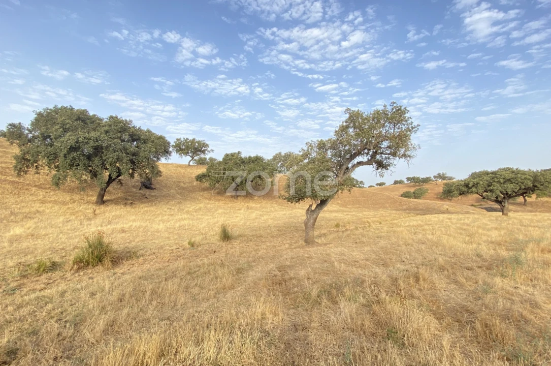 Terreno para Venda em Cabeça Gorda Foto 22
