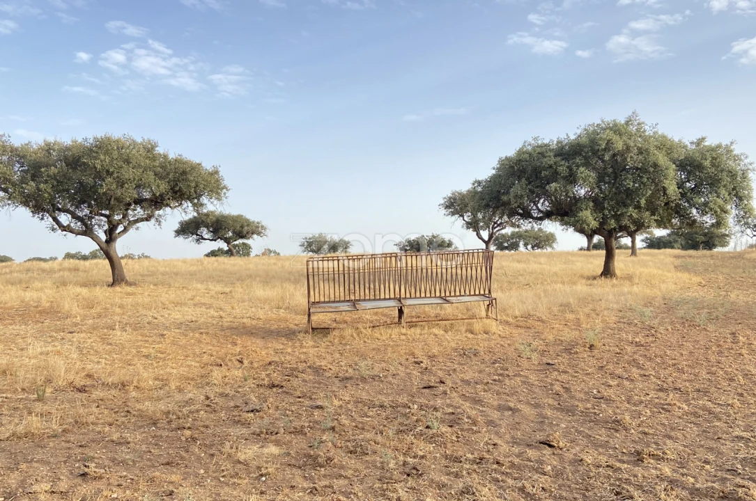 Terreno para Venda em Cabeça Gorda Foto 24